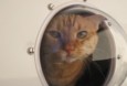 Pet window